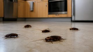 G&acirc;ndacii de bucătărie, un coșmar &icirc;n sezonul cald. Cum poți scăpa de ei definitiv