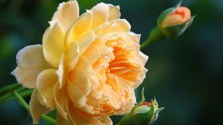 Cum să tai trandafirii &icirc;n aprilie pentru o &icirc;nflorire rapidă și bogată. Trucuri mai puțin cunoscute