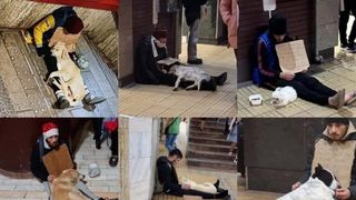 După merdenele și &bdquo;supat&rdquo;, bucureștenii au o nouă preocupare: cerșetorul cu c&acirc;ini
