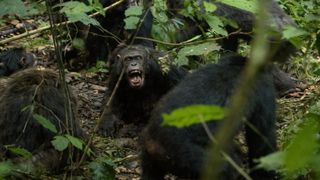 &bdquo;Război civil&rdquo; &icirc;ntre cimpanzei, după destrămarea unui grup. Atacuri letale și infanticide, documentate de cercetători