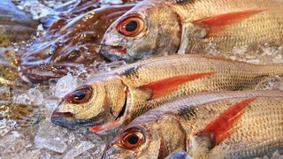 Semnele care trădează peștele stricat. La ce trebuie să fie atenți consumatorii