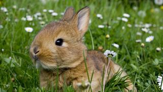 Care este animalul de care romii se tem cel mai tare