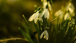 Vine o primăvară cum n-a mai fost &icirc;n Rom&acirc;nia. Vremea la &icirc;nceput de martie