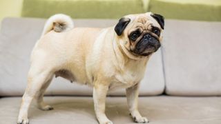 Cum elimini mirosurile neplăcute de animale din apartament. Sfaturi pentru iubitorii de c&acirc;ini și pisici