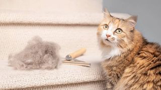 Cum să scapi de părul de pisică din casă. Trucuri simple