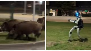 Imagini virale din Polonia. Un robot umanoid pune pe fugă o turmă mistreți