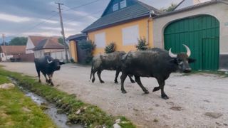 Satul &icirc;n care o casă de vacanță costă c&acirc;t un apartament &icirc;n inima Capitalei. Andreea Esca a dat tonul investițiilor &icirc;n zonă