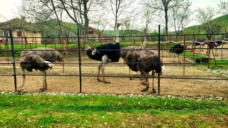 Exclusiv. Carnea de struț, delicatesa care &icirc;și face loc pe masa de Paște. Un kilogram costă peste 150 de lei