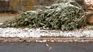 Unde să arunci brazii de Crăciun după sărbători. Riști amenzi dacă nu respecți legea
