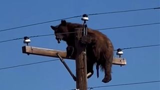 Un urs s-a urcat pe un st&acirc;lp de curent și a rămas blocat. Foto&Video