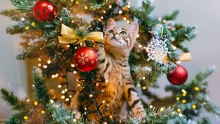 Cum poți să-ți ții pisica departe de bradul de Crăciun. Trucuri care-ți poți salva sărbătorile