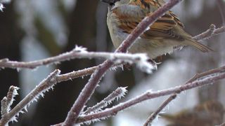 Urmează nopți cu -8 grade și zece zile cu ninsori. Prognoza Accuweather ne aduce, &icirc;nsă, și o surpriză la final de lună
