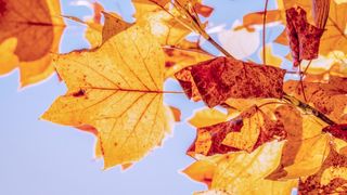 Prognoza meteo, 11 noiembrie. Românii se mai pot bucura de vreme caldă. Când scad temperaturile