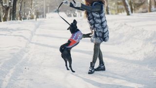 Ce obligații ai ca proprietar de animal de companie. Nerespectarea regulilor aduce amenzi