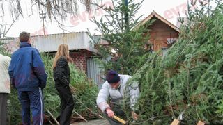 Brazii de Crăciun, mai scumpi ca niciodată. Prețuri surprinzătoare