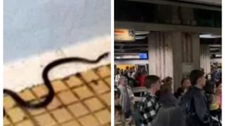 Angajații Metrorex și călătorii AU ÎNCREMENIT când au văzut UN ȘARPE plimbându-se nestingherit prin tuneluri. CUM A AJUNS, DE FAPT, ACOLO: "Jandarmeria trebuie chemată când mai..."