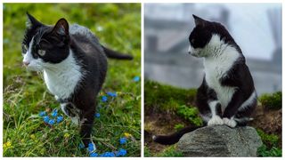 Povestea Rodicăi, pisica de la Stația Meteorologică de pe Vârful Omu! Felina trăiește de ani buni la 2.500 de metri altitudine: „E curată, harnică şi e un mare vânător”