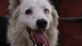 Povestea lui Tsunami,  câinele care a ajutat la salvarea a zeci de oameni după cutremurele din Venezuela