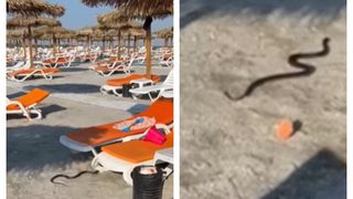 VIDEO Panică pe plaja din Venus! Un şarpe a fost observat printre şezlonguri, iar turiştii AU PRIVIT SCENA CU UIMIRE. A fost nevoie de intervenția jandarmilor: "În urma unui..."