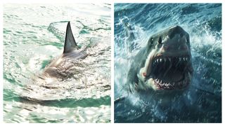 Sfârșit groaznic al unei femei, după ce a fost sfâșiată de un rechin alb în timp ce vâslea