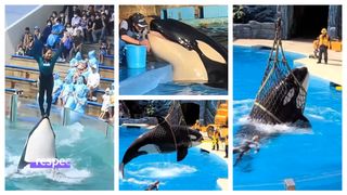 Ce s-a întâmplat, de fapt, în videoclipul în care o tânără este ucisă de o orcă? A făcut înconjurul lumii!