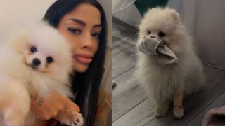 Sora Valentinei, apel disperat! Eliza cere ajutor oamenilor pentru a recupera c&acirc;inele surorii ei: &bdquo;Ea nu și-ar dori să răm&acirc;nă al nimănui&rdquo;