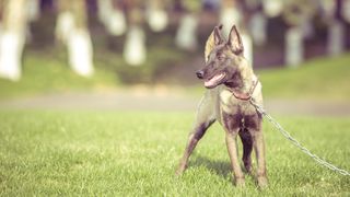 Amenzi uriașe pentru românii care țin câinii în lanț. De când intră în vigoare legea