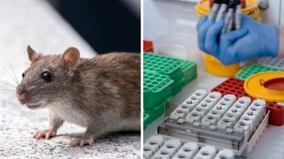 Primul caz de hantavirus a fost confirmat &icirc;n Rom&acirc;nia! Este vorba despre un bărbat din Arad