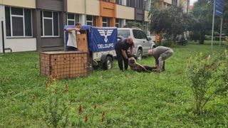 Mesaj RO-Alert &icirc;n Sibiu. Un urs a pătruns &icirc;n curtea unui liceu, iar autoritățile s-au chinuit ore &icirc;ntregi să &icirc;l prindă