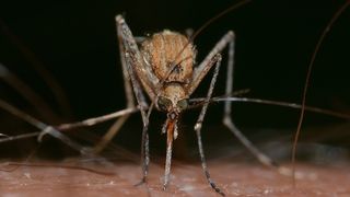 Patru cazuri de infecție cu virsul West Nile în România, vara aceasta. Unul dintre pacienți este minor