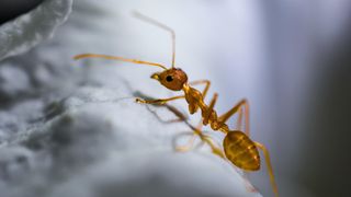 Un bărbat a fost prins &icirc;n aeroport cu peste 2.000 de furnici africane &icirc;n bagaj. Ce voia să facă cu ele