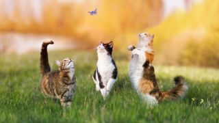 8 august, Ziua Internațională a Pisicii. 10 lucruri mai puțin știute despre animalul preferat al românilor