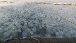 Fenomen neobișnuit pe litoralul rom&acirc;nesc. Mii de meduze, fără viață, au fost aduse de valuri la mal