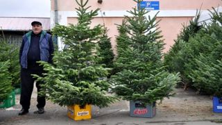 Șoc la prețul brazilor de Crăciun! Primii brazi au ajuns la sume uriașe!