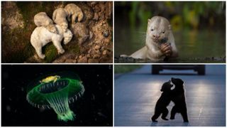 Urși polari odihnindu-se, crabul agățat de meduză și multe altele. Oamenii pot vota acum pentru imaginea cu natură sălbatică preferată