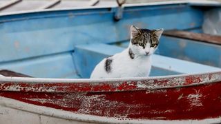 O insulă pitorească din Grecia oferă cazare și o masă gratuită pe zi celor care &icirc;ngrijesc pisicile fără stăp&acirc;n