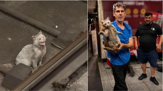 Opt oameni au muncit, cinci zile și cinci nopți, să salveze pisica blocată &icirc;n tunelul metroului la Politehnica