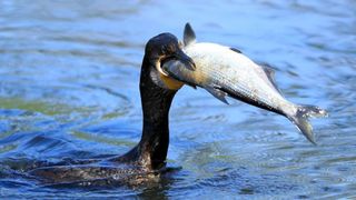 Ultimele zile ale cormoranului: 10 țări, printre care și Rom&acirc;nia, cer UE &icirc;mpușcarea acestor păsări pe motiv că măn&acirc;ncă prea mult pește