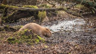 &Icirc;n 2025, Anglia a eliberat 2 castori &icirc;ntr-o pădure deasă. &Icirc;n doar un an, barajele lor au transformat-o &icirc;ntr-o zonă umedă plină de viață