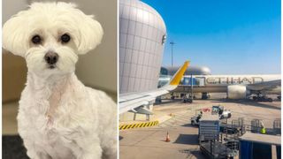 Situație sf&acirc;șietoare pentru o familie de rom&acirc;ni blocată cu un cățel &icirc;n Abu Dhabi. "Nu-l putem abandona, e ca și copilul nostru"