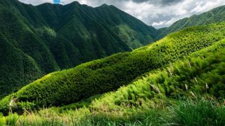 China a plantat 66 de miliarde de copaci în „Marele Zid Verde”. Aceștia par să crească mult mai repede decât cei din pădurile naturale