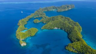 În 2024, Palau a eliminat șobolanii de pe insula Ulong: În doar un an, biomasa peștilor a crescut cu 183%, iar azotul din frunze cu 80%