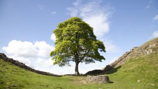 Un lăstar al celebrului arbore Sycamore Gap a fost furat de pe domeniul unui castel, la doar câteva luni după ce a fost plantat