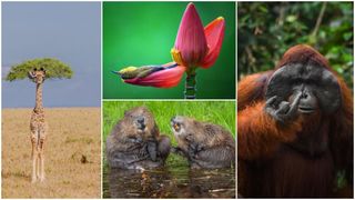 Și animalele se amuză. Urșii jucăuși, castorii care r&acirc;d și călugărița fotomodel, &icirc;ntre imaginile finaliste la Comedy Wildlife Awards