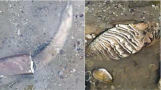 Un mamut preistoric a ieșit la iveală, la Ruse, &icirc;n albia Dunării, după ce fluviul a secat. A fost găsit de un țăran bulgar