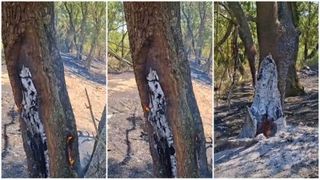 Copacii ard din interior &icirc;n Parcul Natural Lunca Mureșului. Se caută explicații pentru fenomenul misterios, ce a st&acirc;rnit teorii bizare