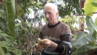Nea Nelu crește pomi fructiferi exotici l&acirc;ngă cetatea Alba Carolina: Culege și iarna banane, portocale și papaya. Vecin: &bdquo;E fenomenal&rdquo;