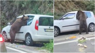 Un urs care a găsit o mașină parcată pe Transfăgărășan s-a apucat să caute m&acirc;ncare și a făcut prăpăd &icirc;n ea