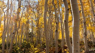 Cel mai greu organism viu din lume pare pădure, dar e un singur copac: Pando are 47.000 de trunchiuri și vârsta de peste 16.000 de ani