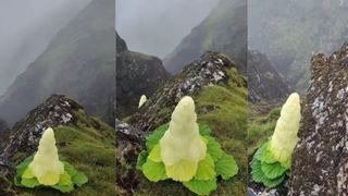 Este mai &icirc;naltă dec&acirc;t un om și &icirc;nflorește o dată &icirc;n viață. Cea mai ciudată și mai rară floare himalayană care sfidează natura